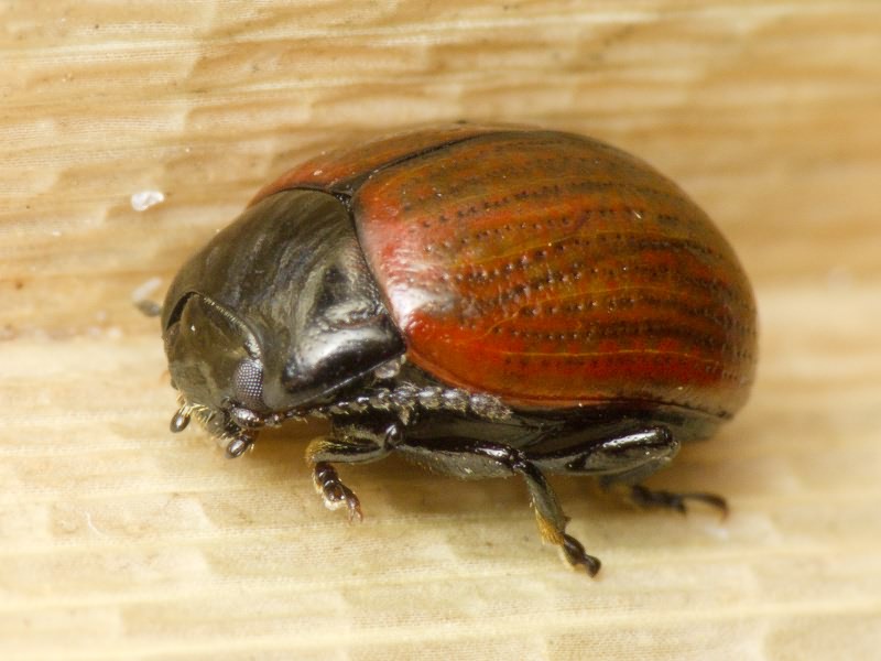 Chrysolina reitteri (Weise, 1884)